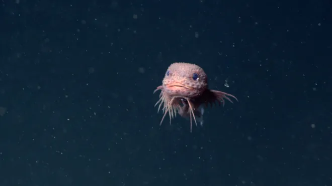 A photo of the recently discovered Bumpy Snailfish.